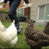 Backyard Chickens Workshop -
