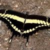 Butterfly Walk with Mr. Victor DeMasi - Discovery Center