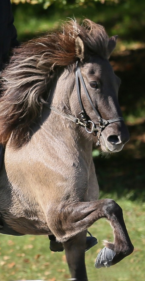 Icelandic-horse-running-in-tolt-hi-rez