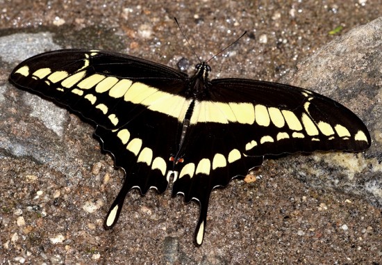Papilio thoas (Thoas Swallowtail)